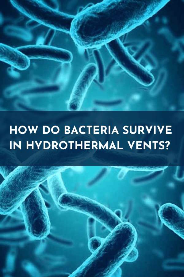 How do bacteria survive in hydrothermal vents?