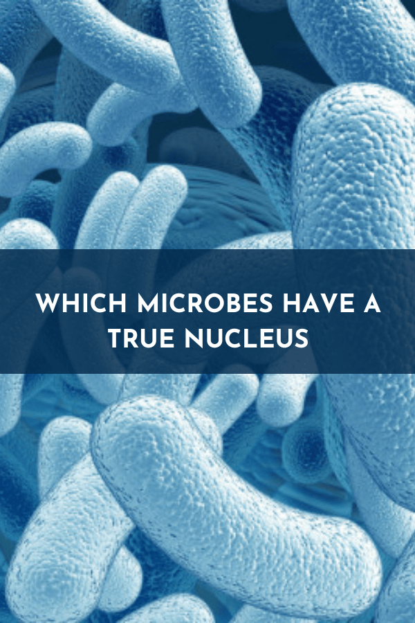 Which microbes have a true nucleus