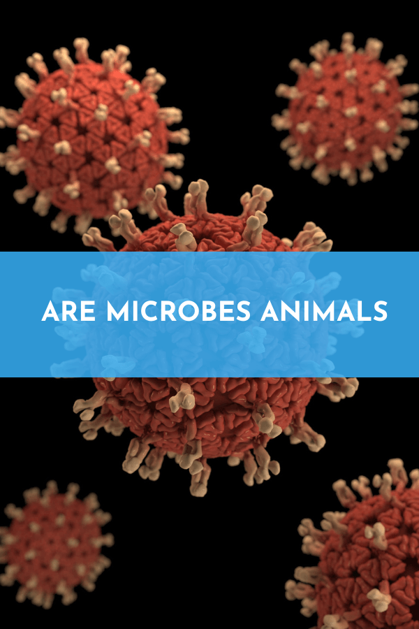 Are microbes animals? What You Need To Know