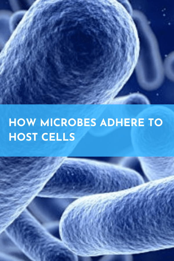 How microbes adhere to host cells