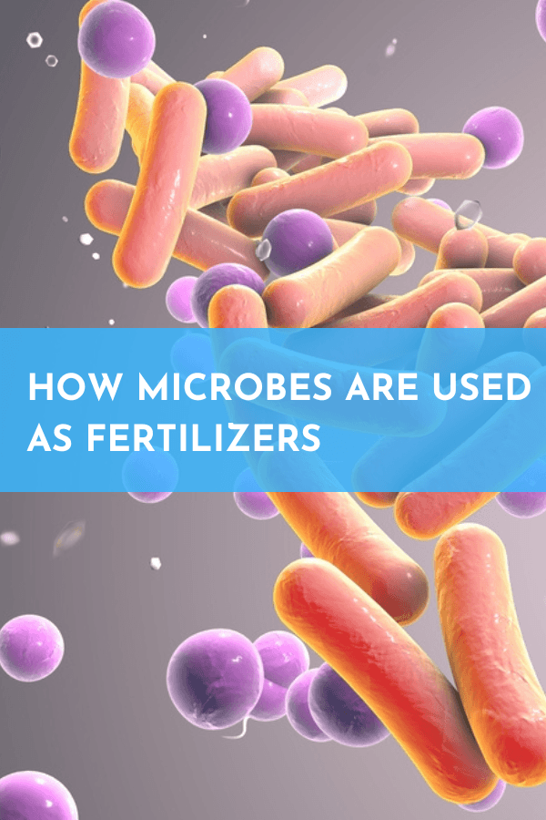 How microbes are used as biofertilizers