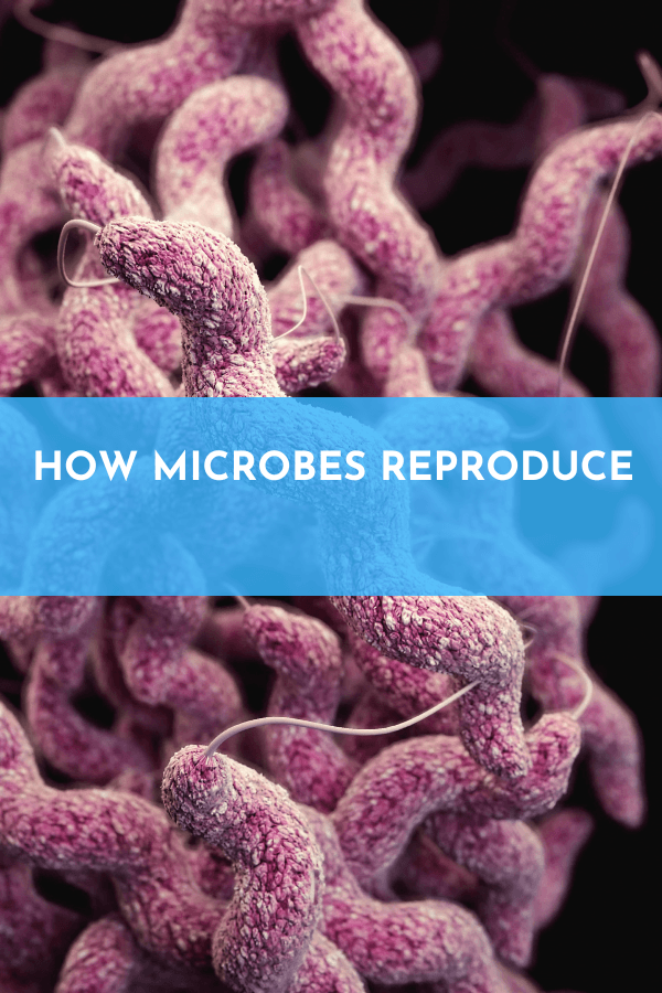 How microbes reproduce