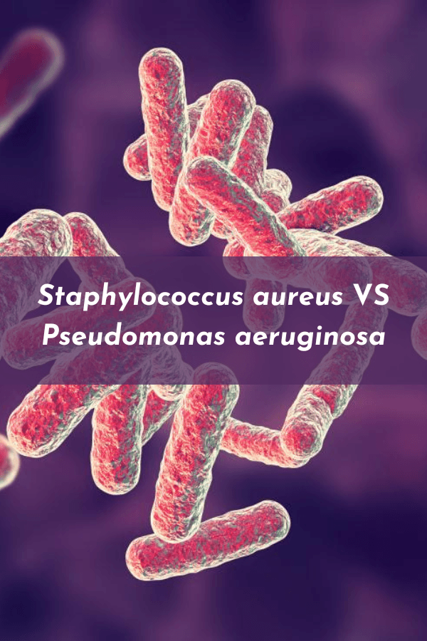 STAPHYLOCOCCUS AUREUS VS PSEUDOMONAS AERUGINOSA