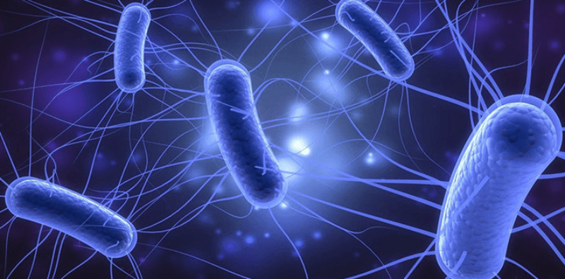 Can Escherichia coli Kill You