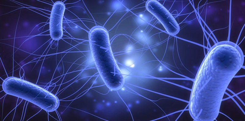 how to reduce Escherichia coli in the gut