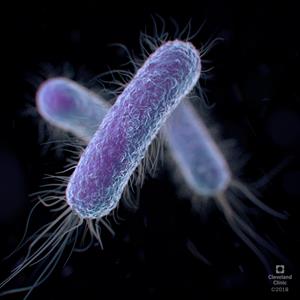 What Does E. coli Eat? A comprehensive guide