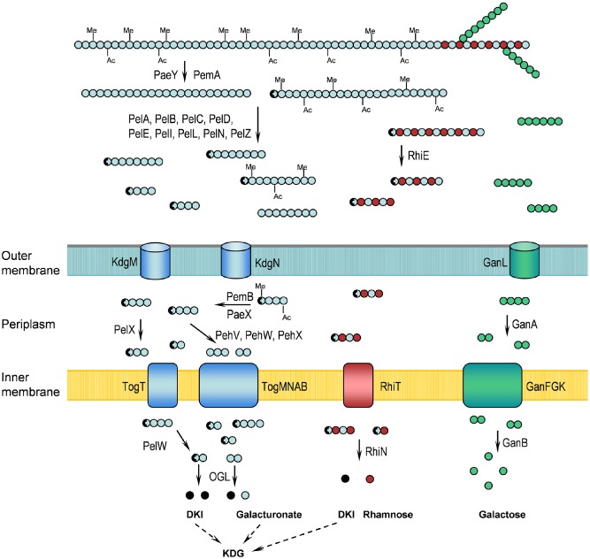 pectin degradation pathway