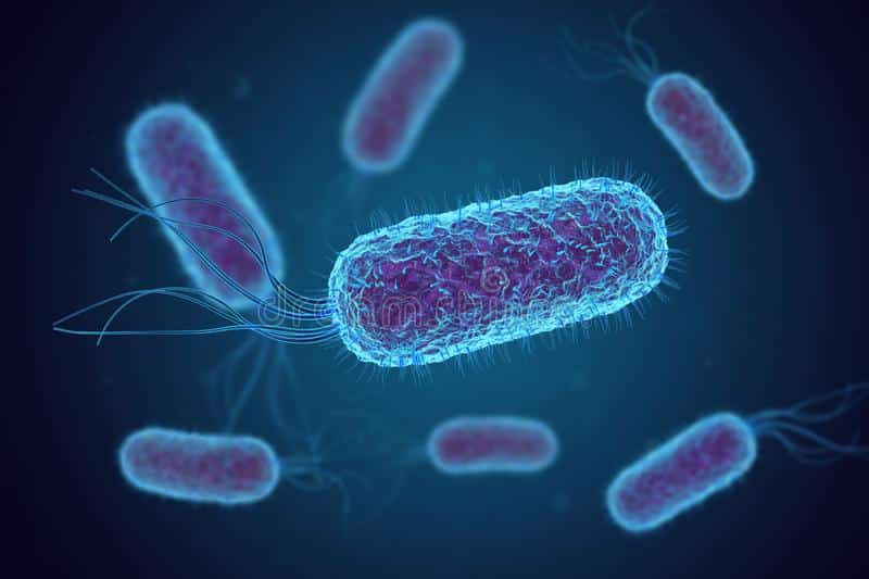 can escherichia coli degrade pectin